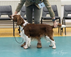 Graduate Dog